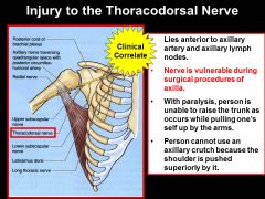 thoracodorsal nerve innervates lat dorsi (unable to extend upper limb) and long throacic nerve innervates serrates anterior (unable to lift arm above horizonatl). BE CAREFUL NOT YO DAMAGE THESE!!