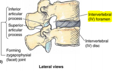 • Vertebrate foramen – transmit spinal cord, meninges and vessels 
• Intervertebrate foramen– transmit spinal nerves