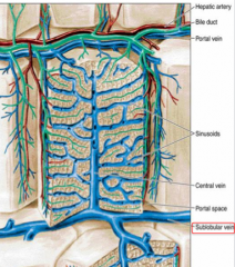 Sublobular (intercalated) veins