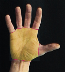 is dit het werkelijk gripoppervlak van de hand