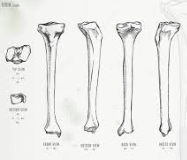 Osteology of the foot
Tibia
• Triangular in shape
• Medial, lateral and posterior surfaces
• Anterior, medial and lateral borders
 
Distal articulations
• Fibula
• Talus
 
Distal landmarks
• Medial malleolus
• Groove for tendon of ti...