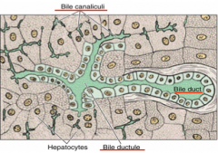 Cuboidal epithelium
- the ductules merge with bile ducts in the portal spaces