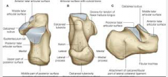 Osteology of the foot Calcaneus
Posterior aspect
and land marks
 
• Heel; largest, strongest bone in the foot
 
Posterior aspect
 • Upper part						
• Middle part (Achilles tendon attachment)
• Lower part (plantar aspect)	
• Calcaneal tu...