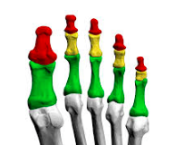 Phalanges (toes)
 
• Each toe comprises of three bones
• Proximal phalanx, middle phalanx, distal phalanx
• The big toe (hallux) comprises of proximal phalanx and distal phalanx
• Each phalanx comprises of:
• Base(proximal)• Shaft• H...