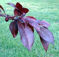 Cherry or Myrobalan Plum