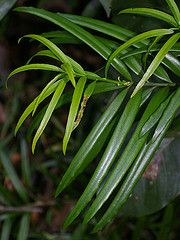 Maki, Shrubby or Chinese Podocarpus