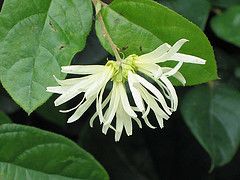 Chinese Loropetalum or Fringe-flower