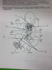 Label the items in this picture of fetal heart circulation.