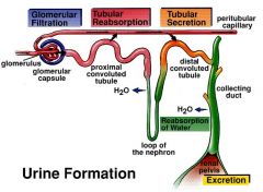 1. Filtration i Glomerulus i Bowmans kapsel
2. Reabsorption i proximala tubulussystemet
3. Sekretion i distala tubulussystemet