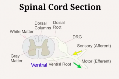 Dorsal Root Ganglia; the bulb on the dorsal root that houses the cell bodies of sensory neurons and leads to the dorsal root. 