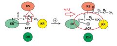 Step 6: (a) Acetyl carrier protein (ACP) hands the reduced product back to Ketosynthase (KS) - at this point it is clear that the FA chain has basically been extended by one unit.
(b) Malonyl Acetyl Transferase (MAT) now sees Acetyl Carrier Protei...