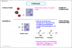 -Carboxylic acids or organic acids
-acts as acid; can donate an H+ because the covalent bond between oxygen and hydrogen is so polar
-found in cells in the ionized form with a charge of 1- and called a carboxylate ion