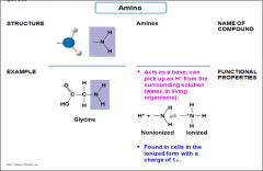 -Amines
-Acts as a base; can pick up an H+ from the surrounding solution
-found in cells in the ioninzed form of 1+