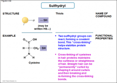 -Thiols
-Two sulfhydryl groups can react, forming a covalent bond. Helps stabilize protein structure
-Cross-linking of cysteines in hair proteins maintains the curliness or straightness of hair
