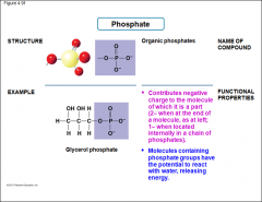 -Organic Phosphates
-Molecules containing phosphate group have the potential to react with water, releasing energy