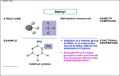 -Methylated compounds
-arrangement of methyl groups in male and female sex hormones affects their shape and function
