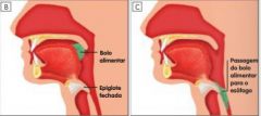 A epiglote.
