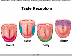 1. Sweet 2. Salty 3. Sour 4. Bitter [Water Receptors and Umami Receptors]
Sweet and salty at the front of the tongue
Umami receptors - good for savory things [MSG binds well with theses]
Can have receptors all over the place