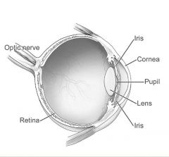 Cornea: Protection
Pupil: Hole through which light enters
Iris: Determines amount of light let in
Lens: Keeps objects in focus
Retina:(transduction) made up of neurons
Extra: Optic Nerve sends images to the brain