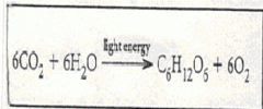 Why are the words “light energy” written above the arrow in the equation above?