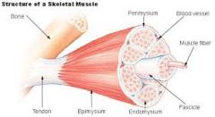Organization of Skeletal Muscle