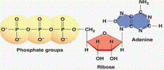 The removal of third phosphate group from the ATP molecule above will result in ________