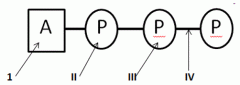 Where is the energy stored in this ATP molecule?
