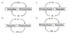 Which diagram best represents the cycling of photosynthetic and respiratory gases in green algae?