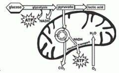 The cells of humans release energy in the form of ATP; the cell organelle and process shown in the diagram