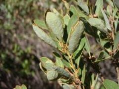 Genus: Quercus
Trivial: vacciniifolia
Family: Fagaceae