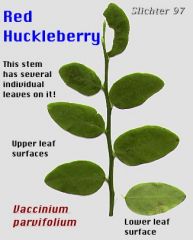 Genus: Vaccinium 
Trivial: parvifolium
Family: Ericaceae