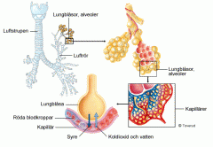 Bronkerna mynnar ut i bronkioler (luftvägar utan brosk) 
som mynnar ut i respiratoriska bronkioler (luftvägar utan cilier)
som mynnar ut i alveoler/lungblåsor, där första gasutbytet sker, med lungkapillärerna