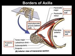Most of the area inside the axilla (aka armpit) consists of fat to protect which two structures?