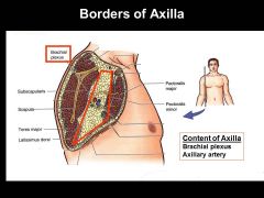 Brachial plexus and axillary artery