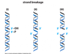 










i. Single
strand break from simple cleavage of a phosphodiester bond 

ii. Single
strand break with additional damage and nucleotide deletion 

iii. Double
stranded break