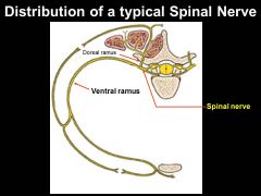 The contain mixed SENSORY & MOTOR information since the combine at the spinal nerve and both originate from the dorsal(sensory) rootlet and ventral(motor) rootlet,