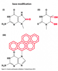 i. 8-oxoguanine,
which mispairs with
adenine 

ii. Thymine
glycol, which blocks DNA polymerase  
iii. Bulky
DNA adducts formed by covalent bonding of carcinogens to bases