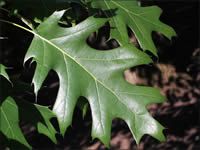 Leaves are alternate, simple, lobed. Lobes have pointed tips. Fruit is an acorned oak leaves are simple and arranged alternately on the twig. They are 7 to 11 lobed, with slender petioles  the tips of the lobes are bristle tipped.