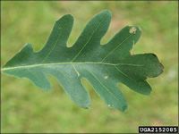 Leaves are alternate, simple, lobed; with rounded tips. Fruit is an acorn. White oak leaves are simple and arranged alternately on twigs. They are 7 to 9 lobed, 5 to 9 inches long with short petioles. The lobes are rounded without bristle tips .