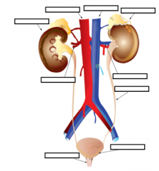 Red vessel entering kidney