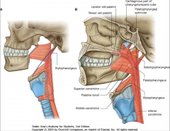 o	Attaches to lower 1/3 of posterior of medial pterygoid, pterygomandibular raphe, and alveolar process of mandible
o	Passavant’s ridge:  a prominence seen during swallowing on the nasopharyngeal wall by contraction of the superior constrictors...