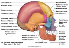 1. Frontal bone
2. Zygomatic bone
3. Maxilla
4. Mandible
5. Ethmoid bone.
6. Lacrimal bone.
7. Sphenoid bone.
8. Temporal bone.
9. Parietal bone.
10. Occipital bone.

image 42
