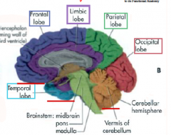 Frontal, Parietal, Occipital, Temporal, and (limbic)