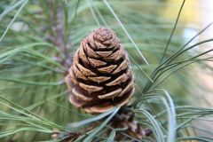 Family: Pinacea
Genus: Pinus
Trivial: ponderosa


* 3-needle