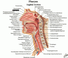 bound by the buccopharyngeal fascia anteriorly and the anterior lamina (alar fascia) of the prevertebral fascia posteriorly (btw the pharynx and prevertebral fascia); b/c serious infections of teeth can spread down this space into the posterior me...