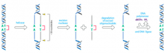 Repair
of bulky, helix-distorting DNA lesions, including pyrimidine dimers