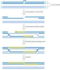 - Repair
of a dsDNA break 
- Requires
an intact homologous DNA strand to be used as a template 
- Ex. sister chromatid 
- Acts
as a template for new DNA synthesis






