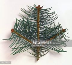 Family: Pinaceae
Genus: Abies
Trivial: concolor


* 2 diff needle lengths