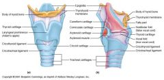 triangular cartilages articulating inferiorly with cricoid lamina
o	Vocal process: attaches vocalis muscle and vocal ligament
o	Muscular process: attached thyroarytenoid muscles