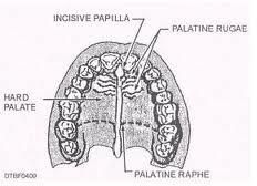 The midline of the hard palate